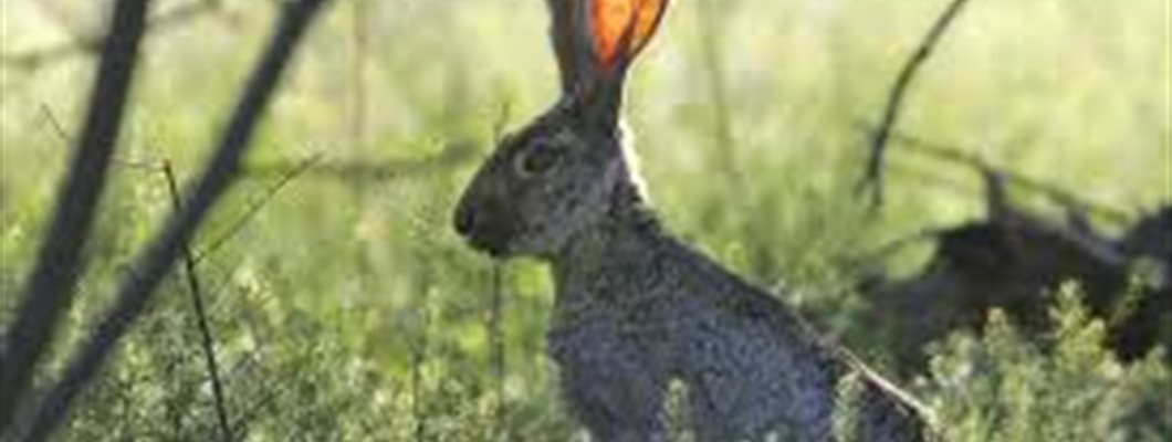 The art of hearing diverse voices