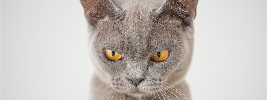 Conflict at work – make managers part of the solution, not the problem